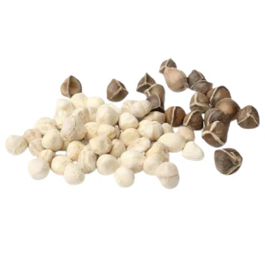 Purelyagro Moringa Seeds for Planting - Image 3